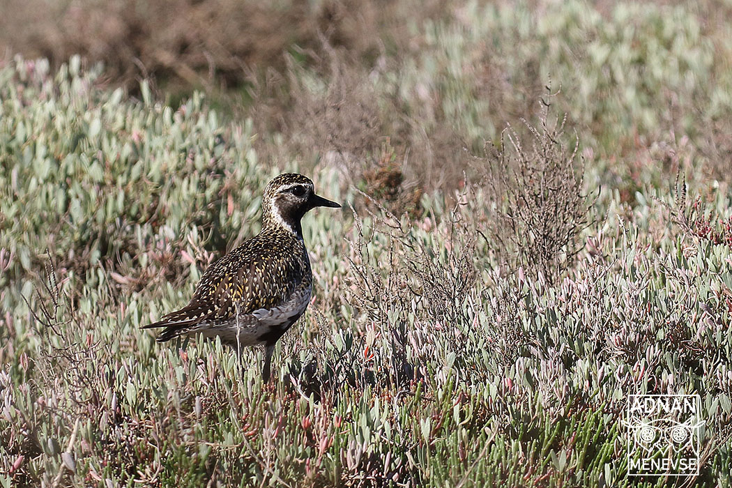 European Golden-Plover